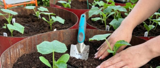 fb malo mistsya bahato ohirkiv super sposib vyroschuvannya ohirkiv v bochkah 49039