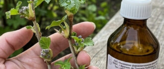 fb obrobit kuschi smorodyny tsym rozchynom schob ne hvorily a prynosyly harnyy vrozhay 54288