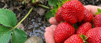 fb pidhoduyte tsym zasobom polunytsyu pid chas tsvitinnya schob yahody buly velyki ta solodki 55837