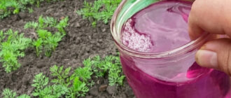 fb rozchyn yakym potribno polyty morkvu schob shvydko rosla ta ne hvorila zberihayte schob ne zahubyty 97131