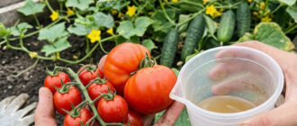 fb v mynulomu rotsi mala shalenyy urozhay ohirkiv i pomidoriv z tsieyu dyvo polyvkoyu sekret yakoi meni vidkryla susidka po dachi 57485