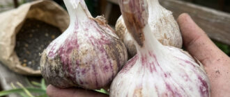 fb vyroschuvannya chasnyku chym krasche pidzhyvyty schob holovky buly velyki ta mitsni 53492