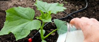 fb yak za dopomohoyu moloka zavzhdy maty harnyy vrozhay ohirkiv horodnykam na zamitku 55071