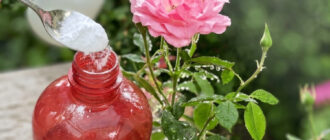 fb yak za dopomohoyu zvychaynoi sody omolodyty kuschi troyand dievyy metod 57306