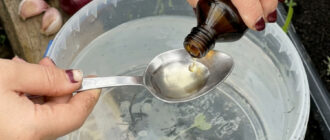 fb zbilshuemo urozhay chasnyku i tsybuli v dva razy za dopomohoyu nashatyru 56896