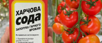 fb harnyy vrozhay pomidoriv zavdyaky zvychayniy sodi yak pravylno zastosovuvaty 55103