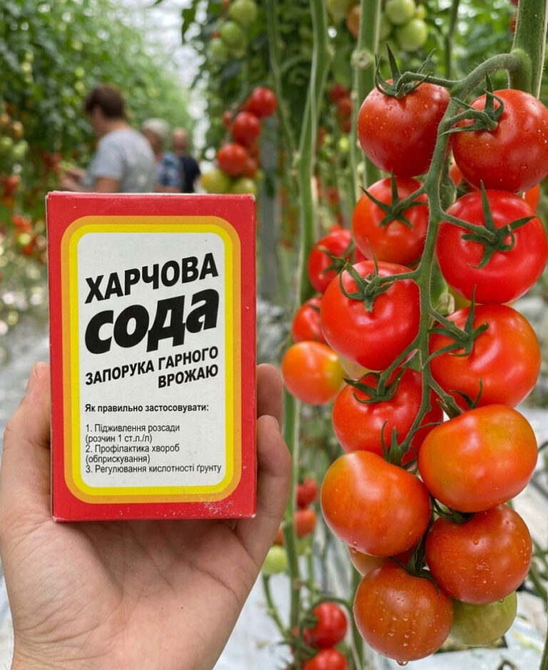 Гарний врожай помідорів завдяки звичайній соді. Як правильно застосовувати 25 fb harnyy vrozhay pomidoriv zavdyaky zvychayniy sodi yak pravylno zastosovuvaty 55103